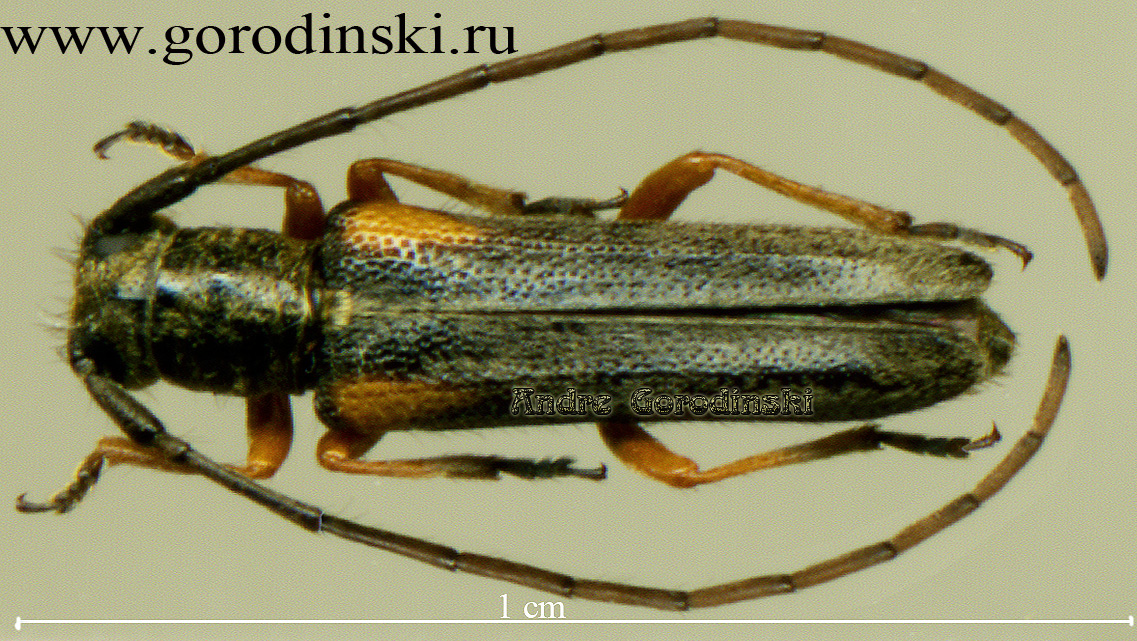 http://www.gorodinski.ru/cerambyx/Phytoecia sp.1.jpg